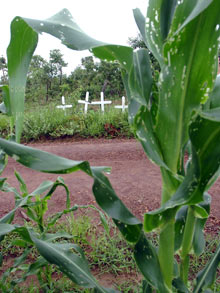 Quatro anos do massacre de Unaí: basta de impunidade